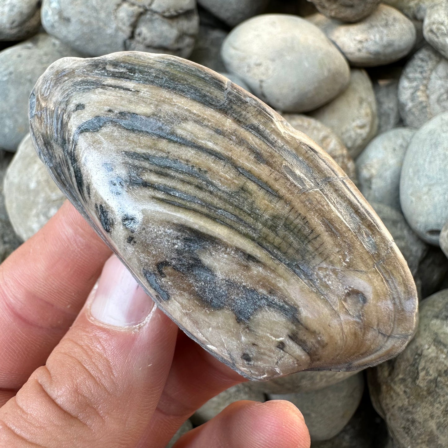 Cardinia Shell fossil - Whitby, North Yorkshire