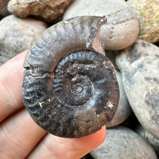 Yorkshire Fossils / £20 and under – Yorkshire.Fossils