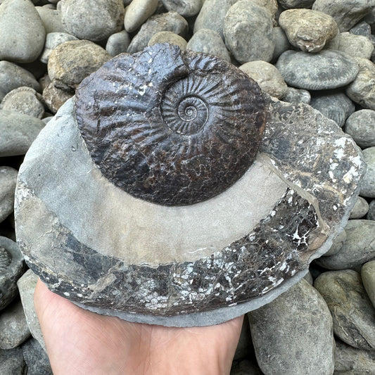 Amaltheus sp. ammonite shell fossil - Whitby, North Yorkshire