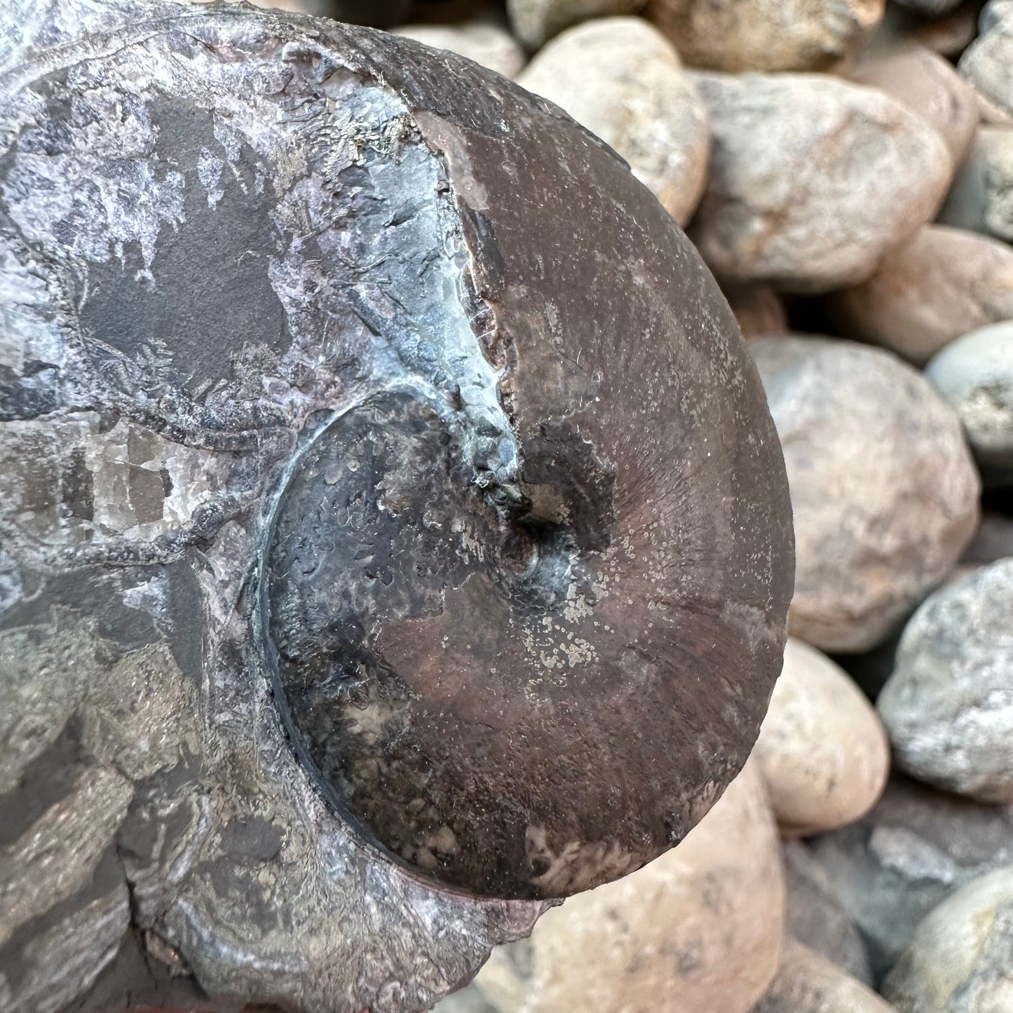 Phylloceras ammonite fossil - Whitby, North Yorkshire Jurassic Coast, Yorkshire fossils