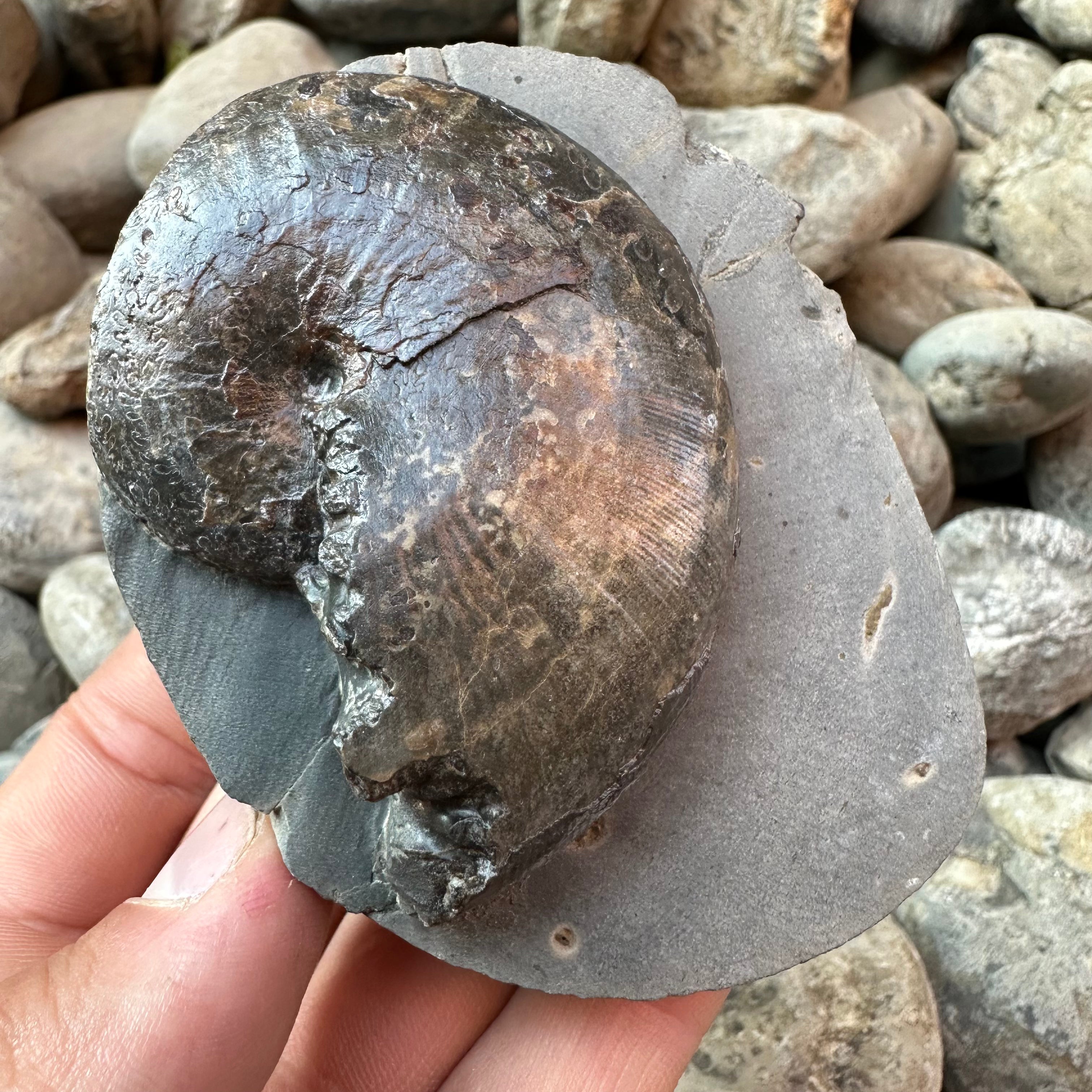 Phylloceras ammonite fossil - Whitby, North Yorkshire Jurassic Coast ...