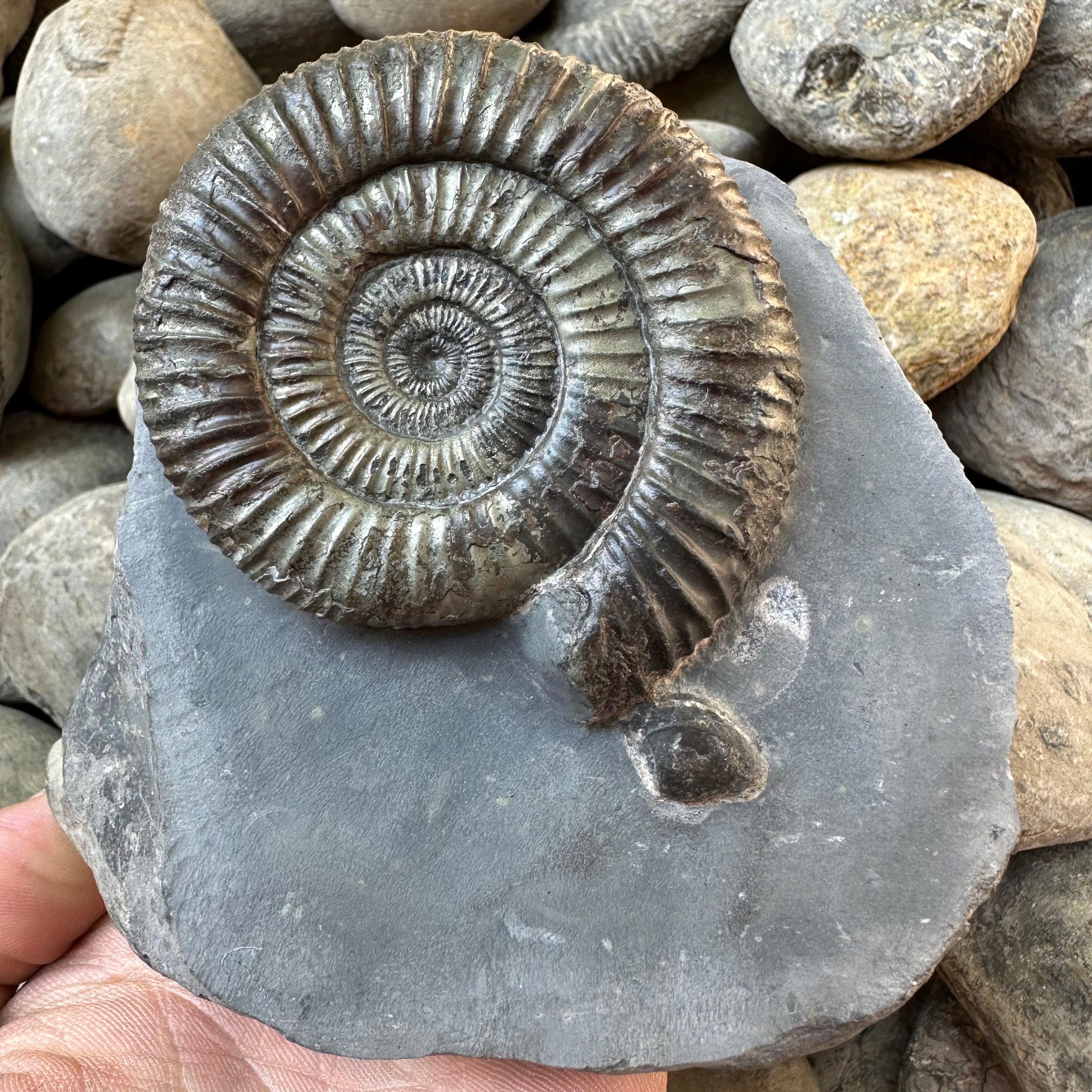 Dactylioceras Ammonite Fossil - Whitby, North Yorkshire, Yorkshire Fos ...