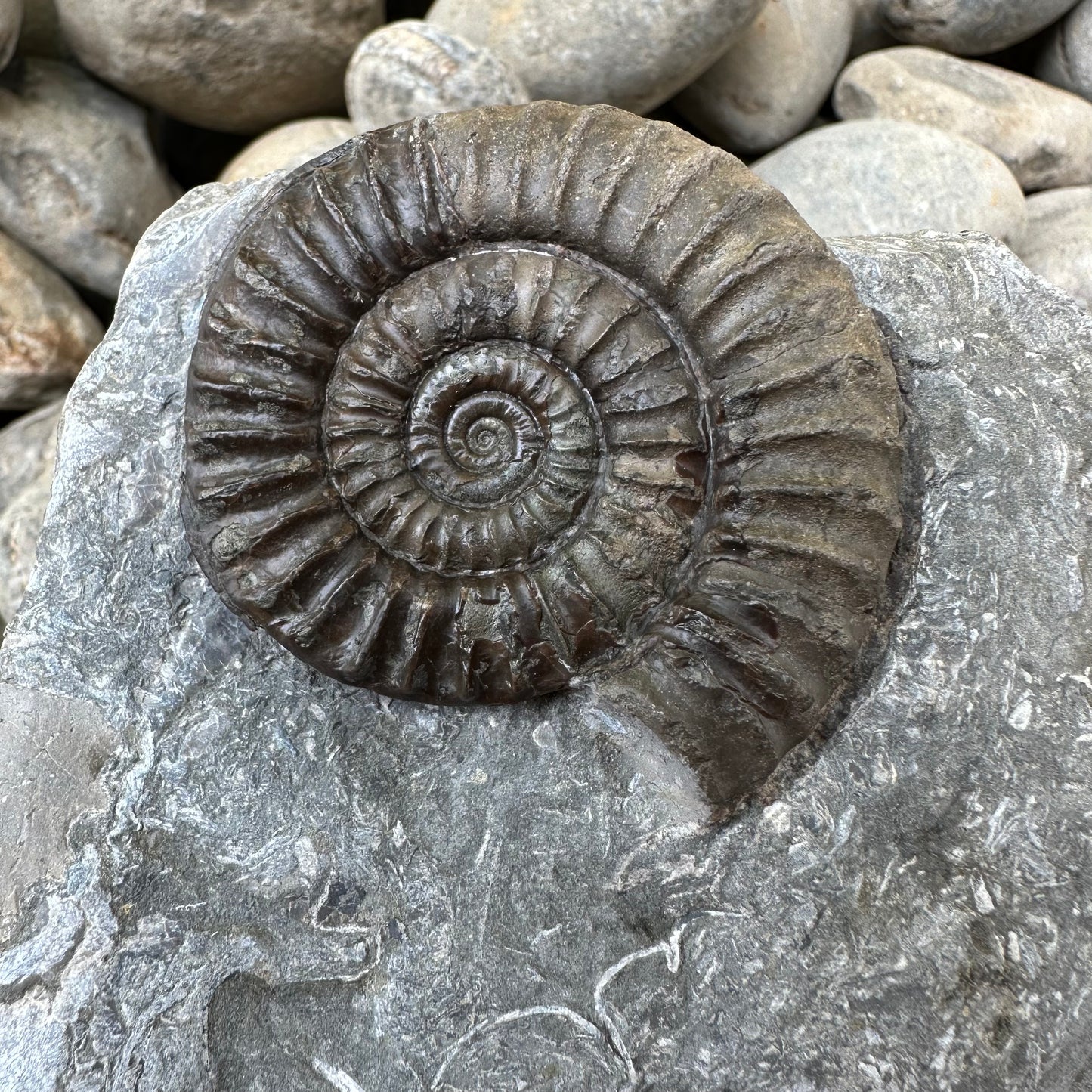 Arnioceras ammonite shell fossil - Whitby, North Yorkshire Jurassic Coast