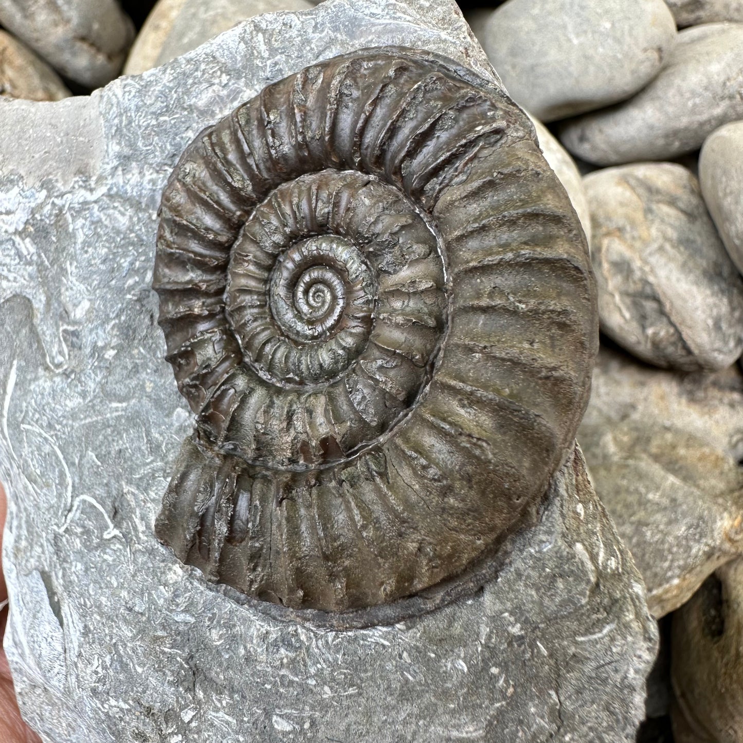 Arnioceras ammonite shell fossil - Whitby, North Yorkshire Jurassic Coast