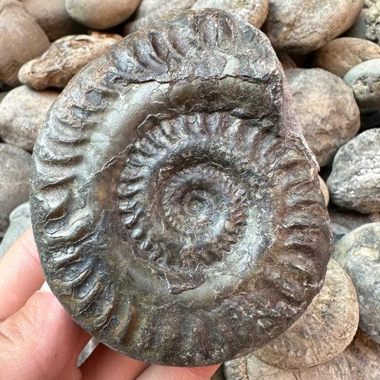 Hildoceras lusitanicum ammonite fossil - Whitby, North Yorkshire
