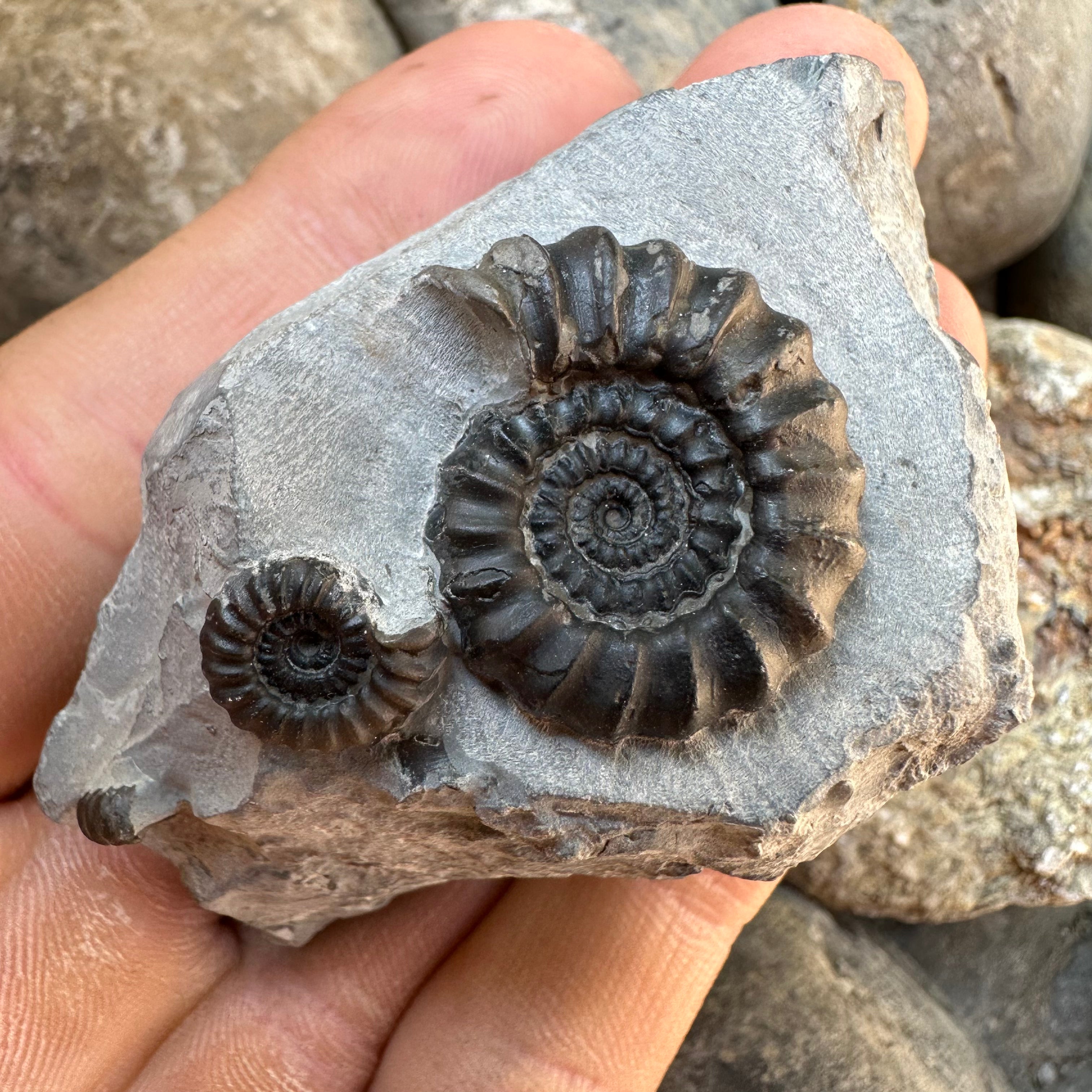 Yorkshire Fossils – Yorkshire.Fossils