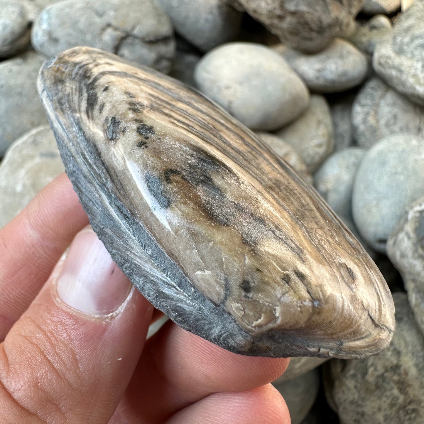 Cardinia Shell fossil - Whitby, North Yorkshire