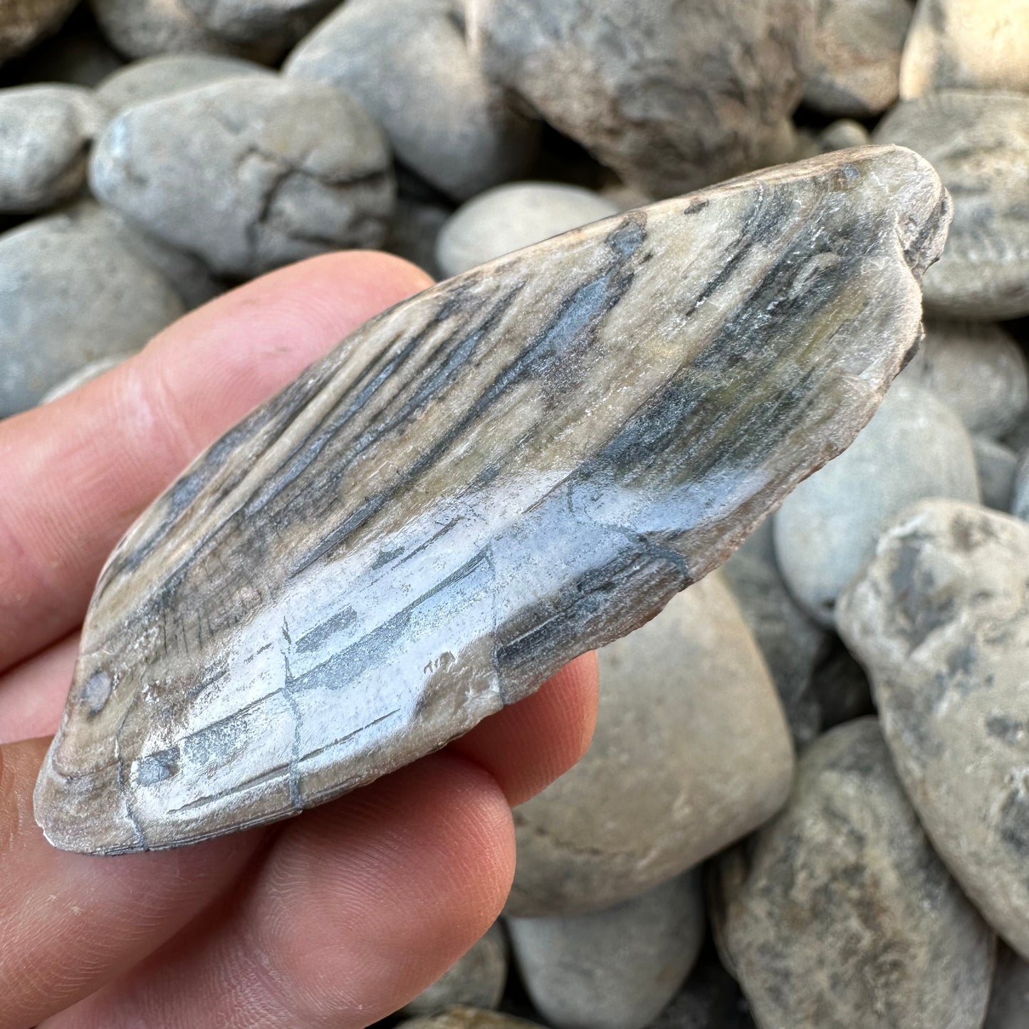 Cardinia Shell fossil - Whitby, North Yorkshire