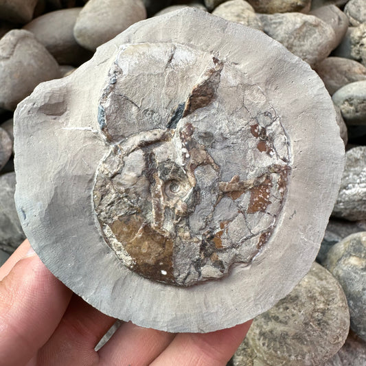 Tragophylloceras loscombi shell fossil - Yorkshire Fossils, Yorkshire Coast, Jurassic Coast