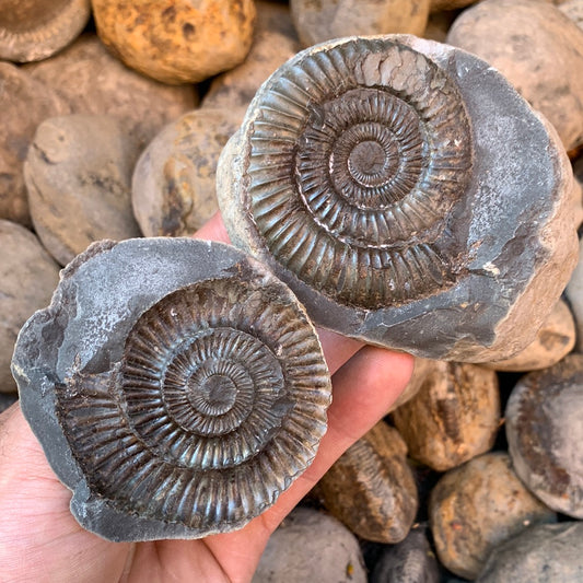 Dactylioceras (split pair) ammonite fossil - Whitby, North Yorkshire Jurassic Coast