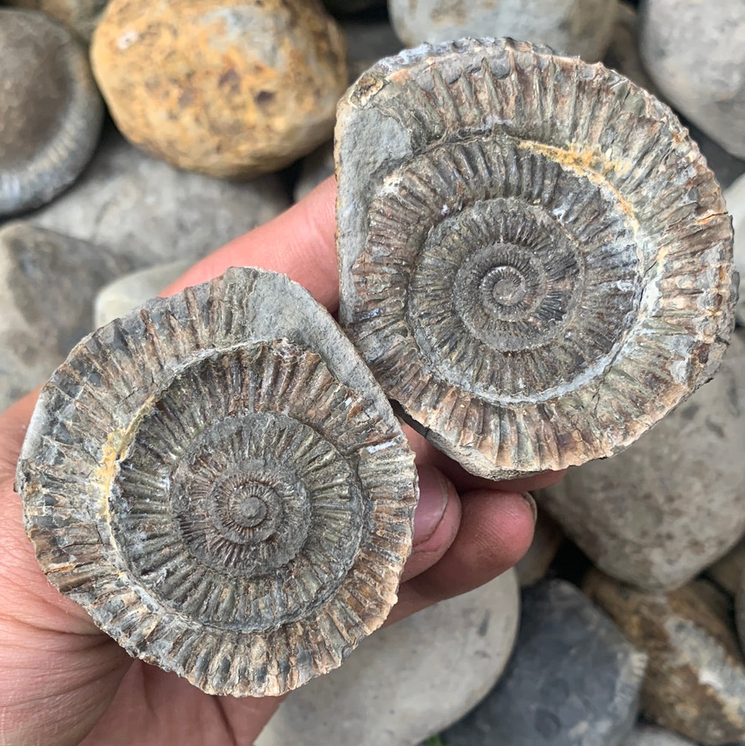 Dactylioceras (split pair) ammonite fossil - Whitby, North Yorkshire Jurassic Coast