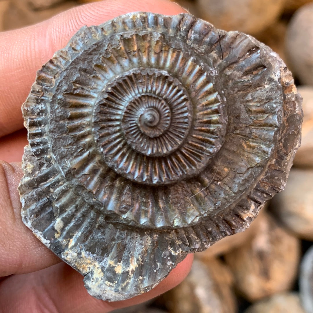 Dactylioceras (split pair) ammonite fossil - Whitby, North Yorkshire Jurassic Coast