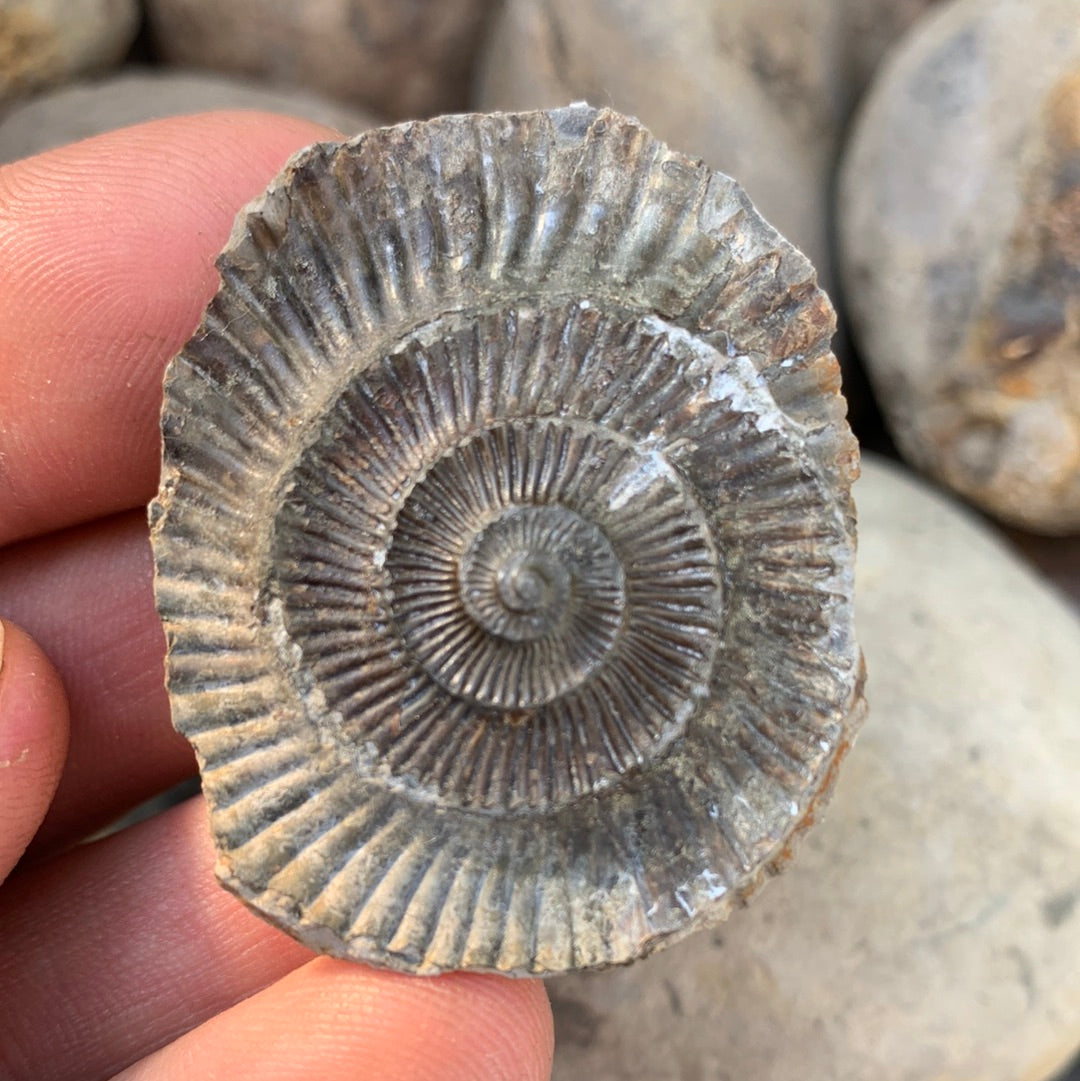 Dactylioceras (split half) ammonite fossil - Whitby, North Yorkshire Jurassic Coast