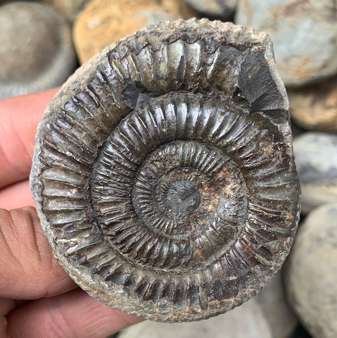 Dactylioceras (split pair) ammonite fossil - Whitby, North Yorkshire Jurassic Coast