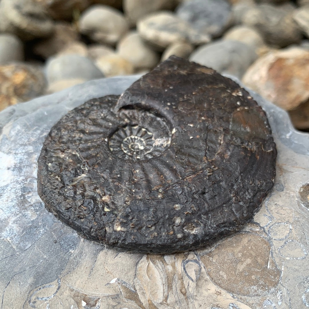 Amaltheus margaritatus ammonite fossil - Whitby, North Yorkshire