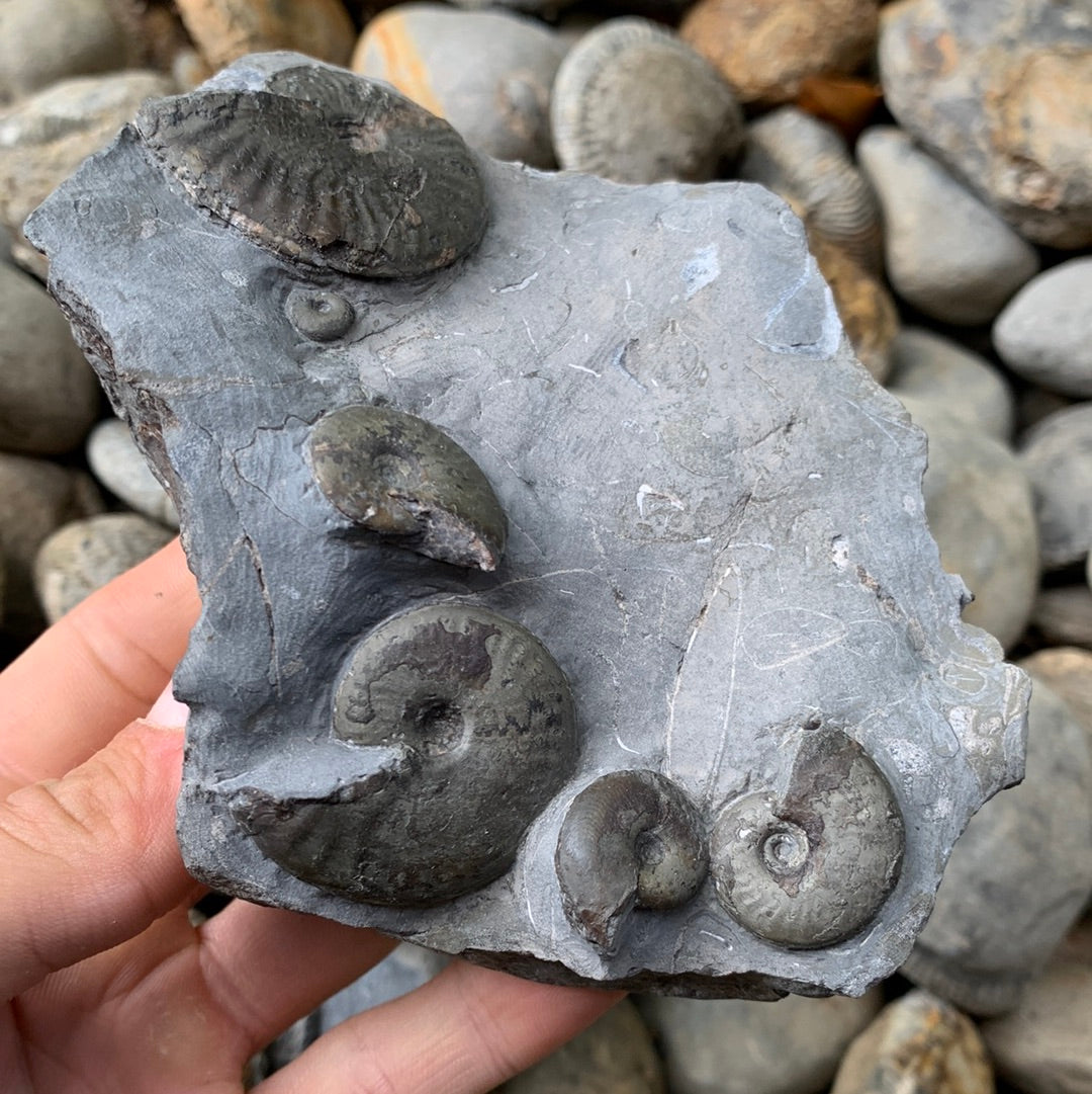 Pseudolioceras boulbiense multi-block ammonite shell fossil - Whitby, North Yorkshire
