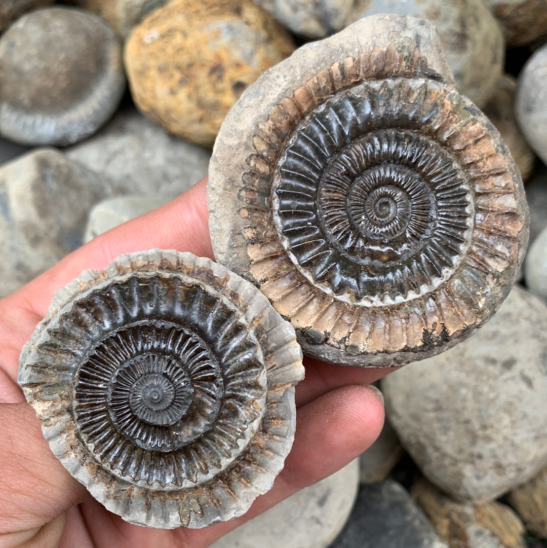 Dactylioceras (split pair) ammonite fossil - Whitby, North Yorkshire Jurassic Coast