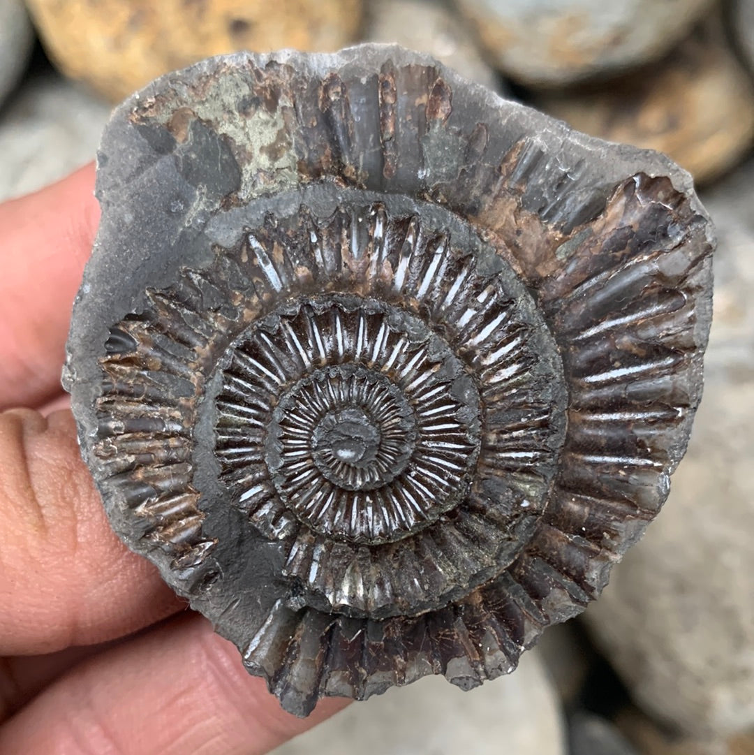 Dactylioceras (split pair) ammonite fossil - Whitby, North Yorkshire Jurassic Coast