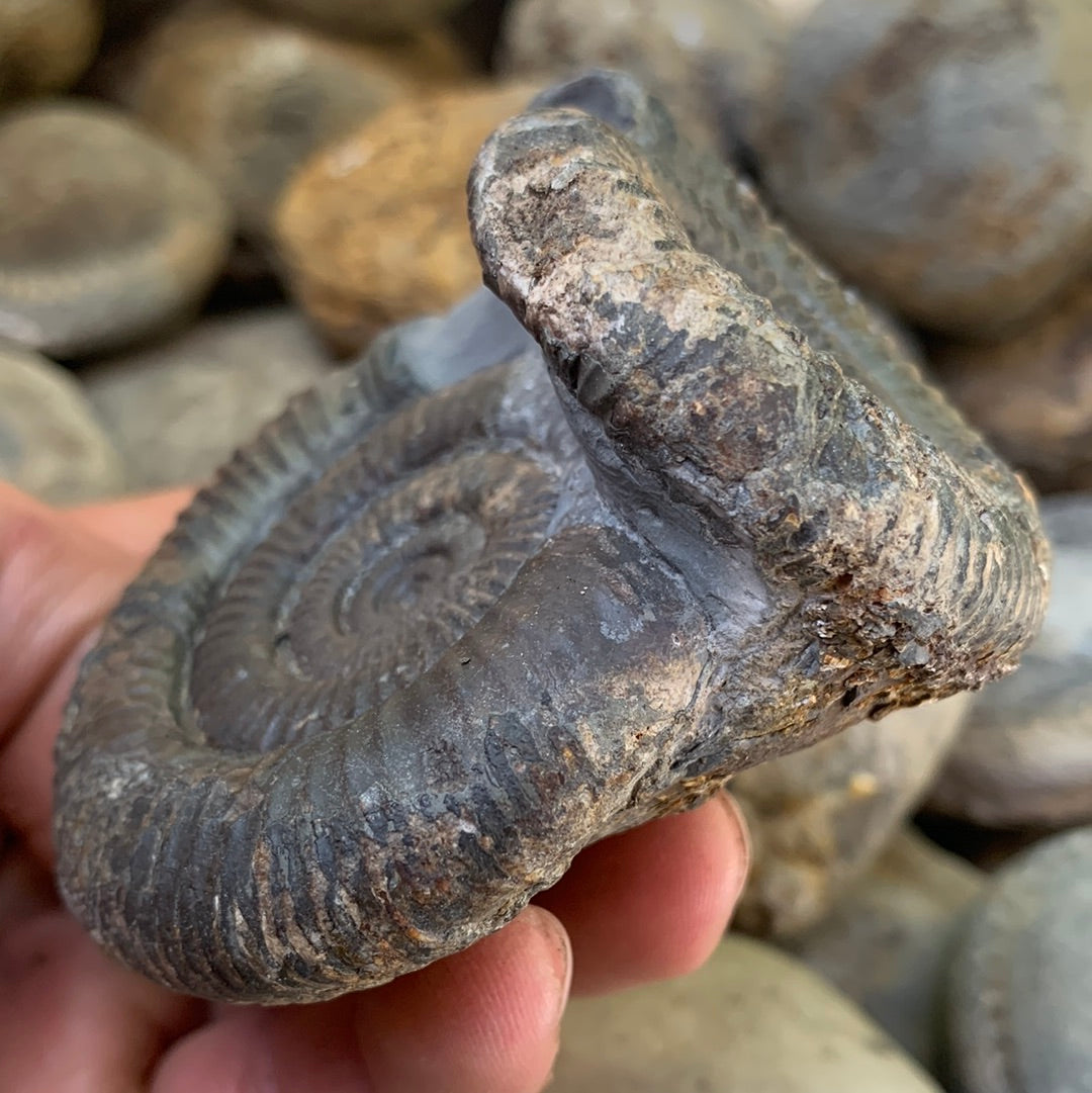 Dactylioceras Double ammonite fossil - Whitby, North Yorkshire Jurassic Coast