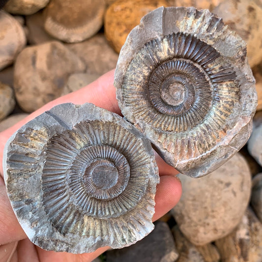 Dactylioceras (split pair) ammonite fossil - Whitby, North Yorkshire Jurassic Coast