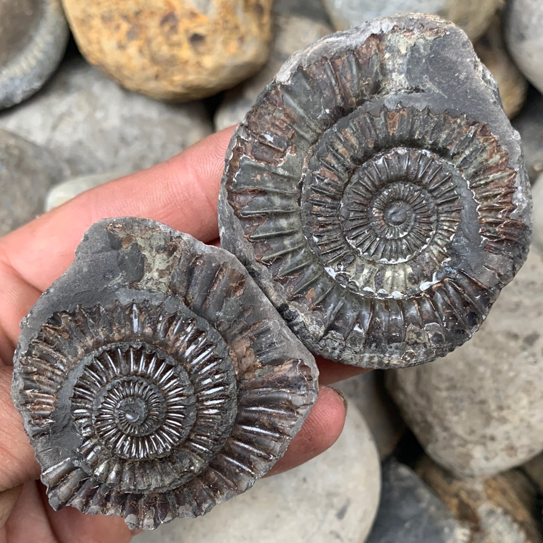 Dactylioceras (split pair) ammonite fossil - Whitby, North Yorkshire Jurassic Coast