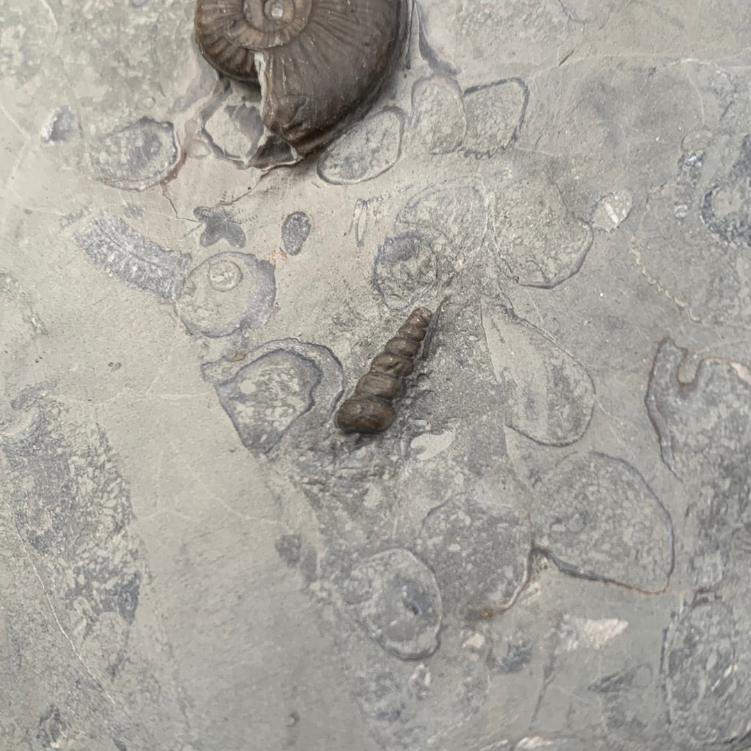 Eparietites ammonite fossil - Whitby, North Yorkshire Jurassic Coast