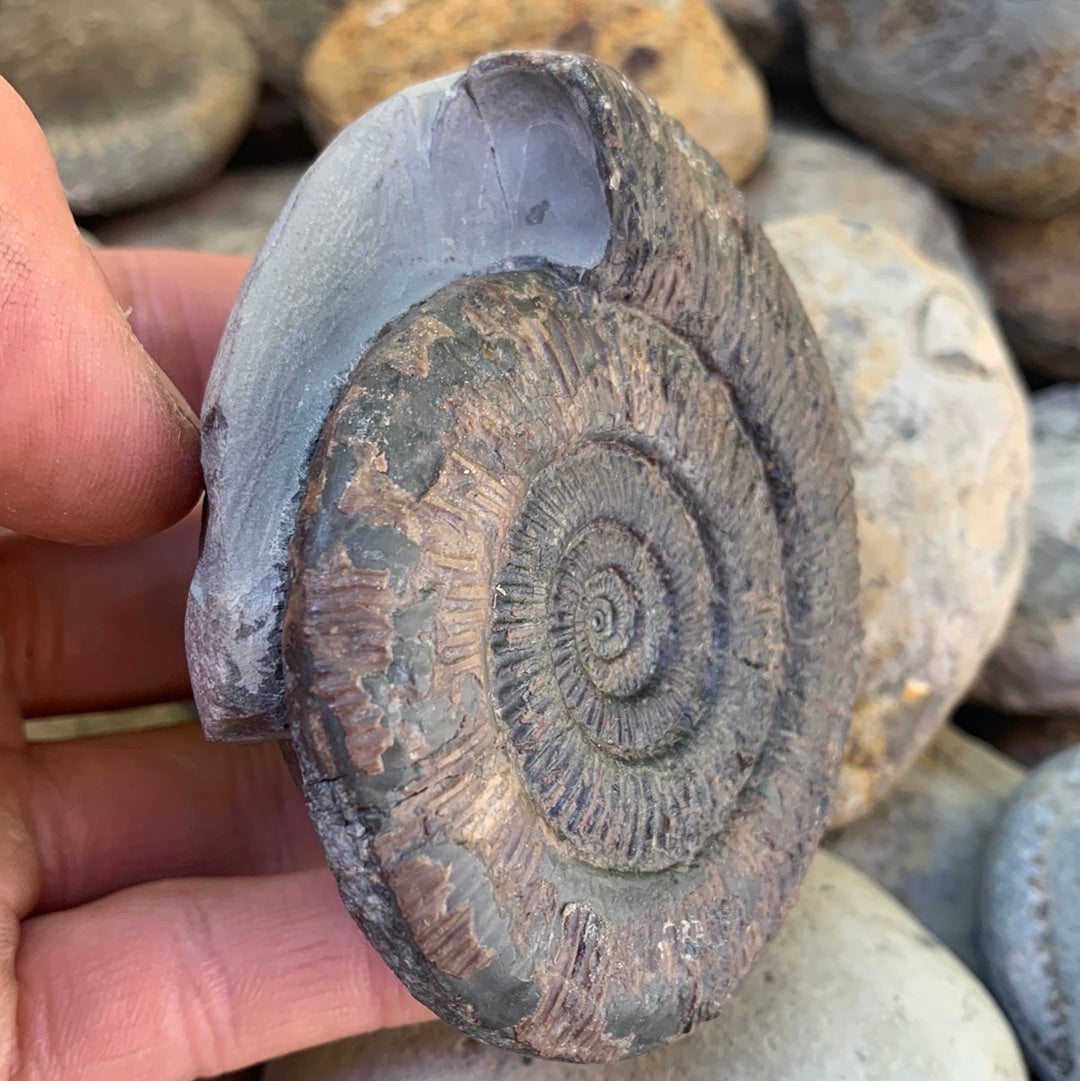 Dactylioceras semicelatum ammonite fossil - Whitby, North Yorkshire Jurassic Coast