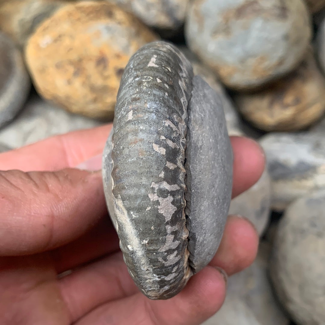 Dactylioceras (split pair) ammonite fossil - Whitby, North Yorkshire Jurassic Coast