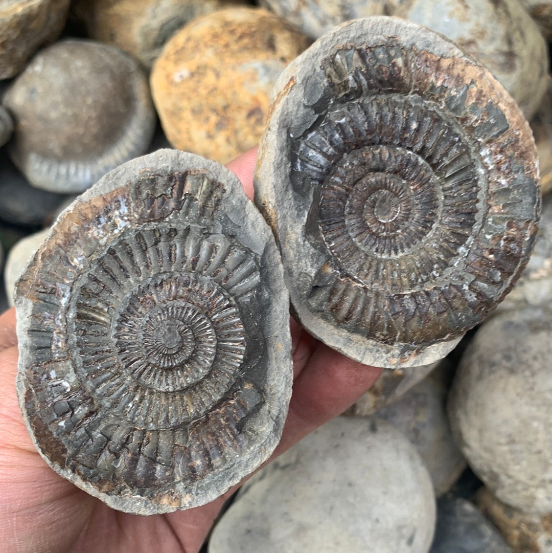 Dactylioceras (split pair) ammonite fossil - Whitby, North Yorkshire Jurassic Coast