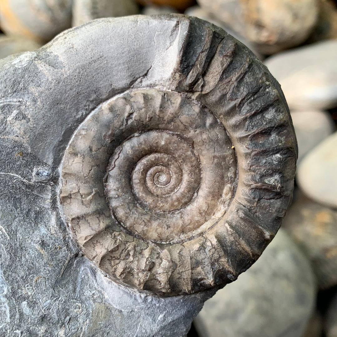 Arnioceras semicostatum ammonite shell fossil - Whitby, North Yorkshire