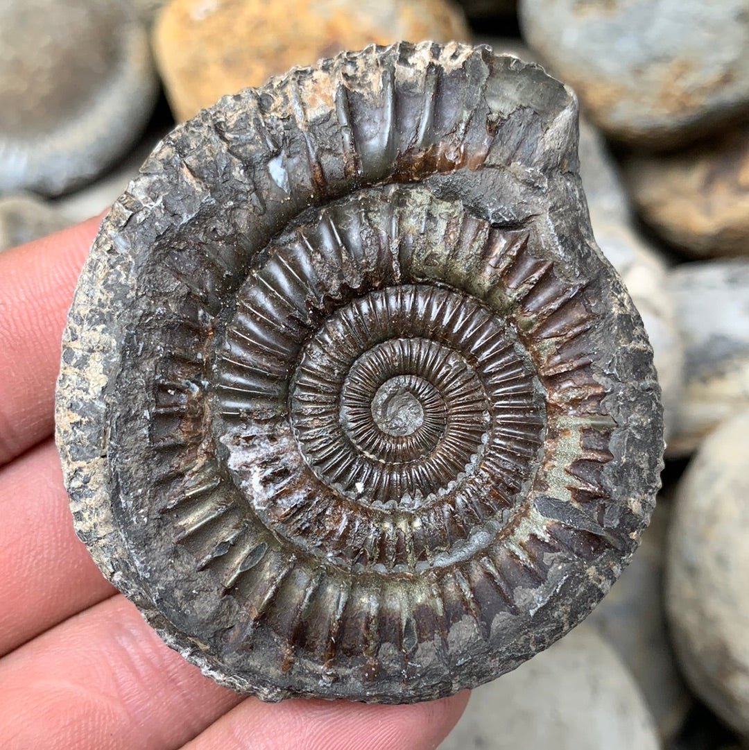 Dactylioceras (split pair) ammonite fossil - Whitby, North Yorkshire Jurassic Coast