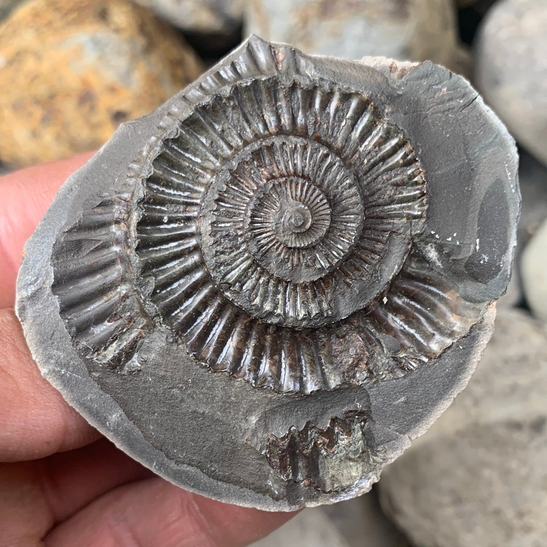 Dactylioceras (split pair) ammonite fossil - Whitby, North Yorkshire Jurassic Coast