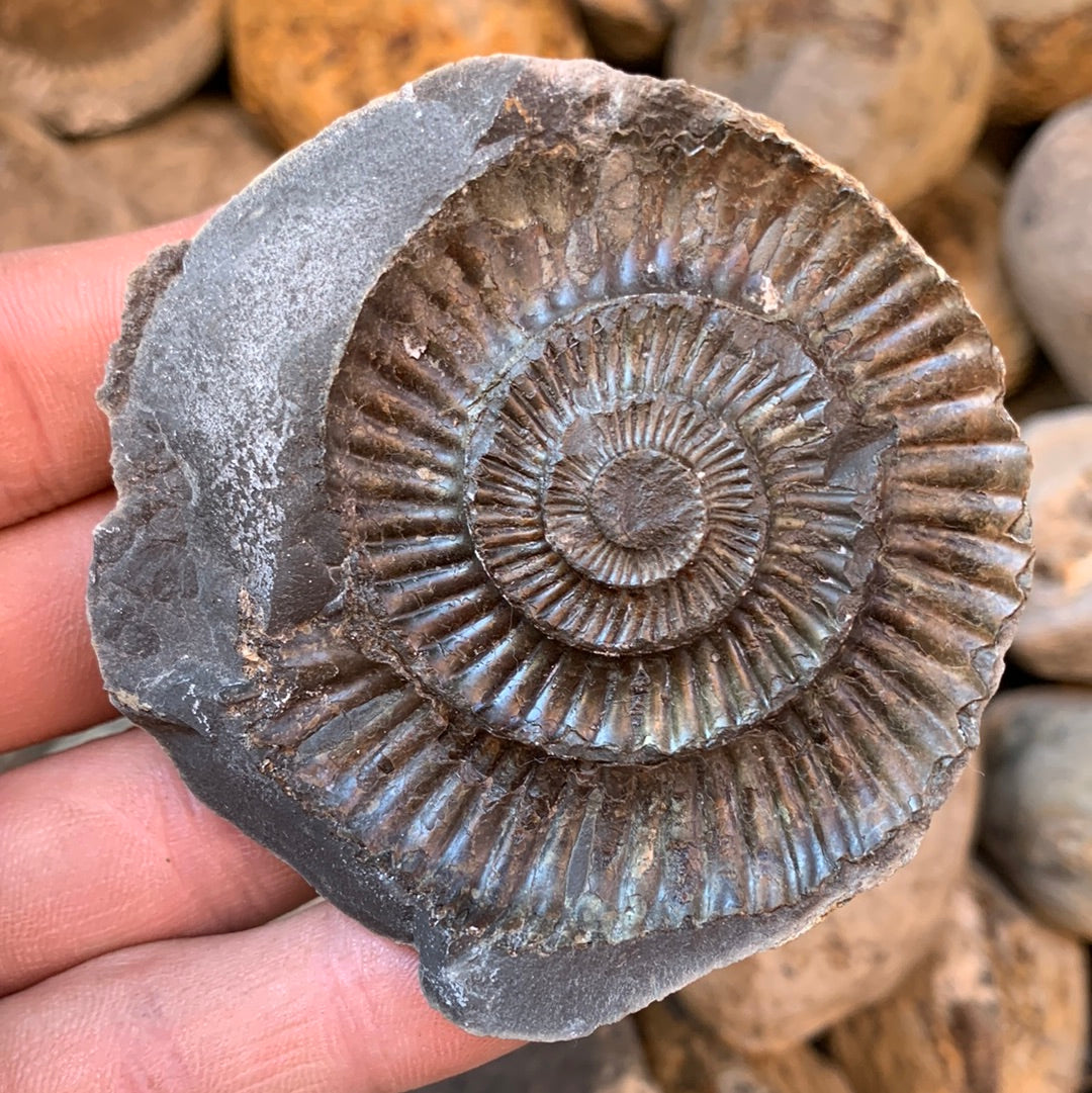 Dactylioceras (split pair) ammonite fossil - Whitby, North Yorkshire Jurassic Coast