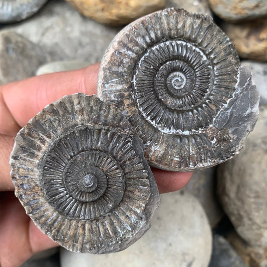 Dactylioceras (split pair) ammonite fossil - Whitby, North Yorkshire Jurassic Coast