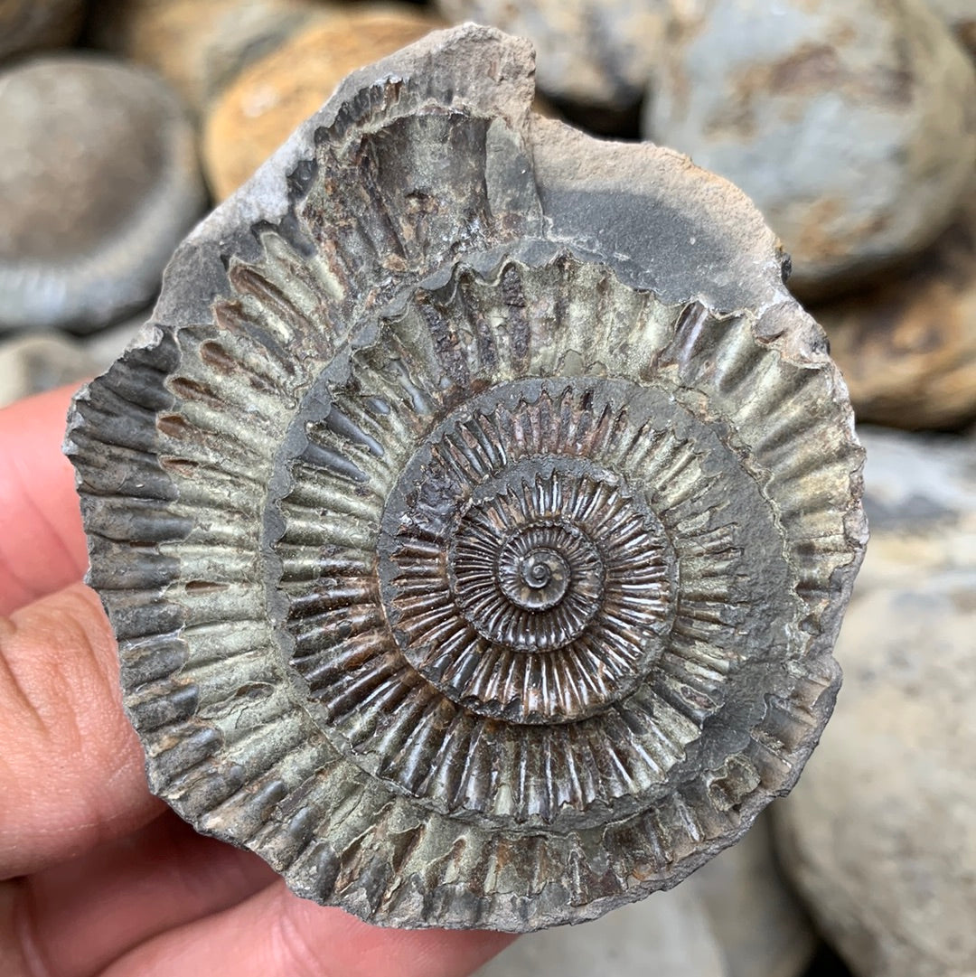 Dactylioceras (split pair) ammonite fossil - Whitby, North Yorkshire Jurassic Coast