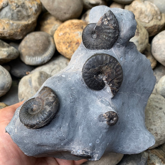 Grammoceras thouarense / pseudolioceras boulbiense ammonite fossil - Whitby, North Yorkshire Jurassic Coast