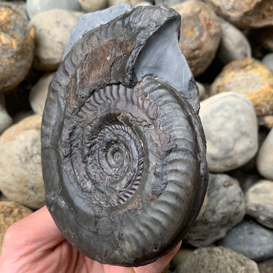 Hildoceras semipolitum ammonite fossil - Whitby, North Yorkshire Jurassic Coast, Yorkshire Fossils