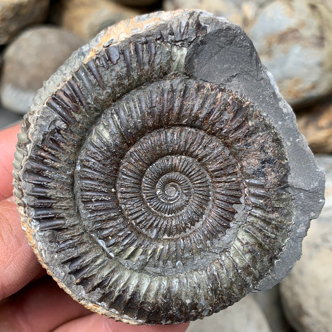 Dactylioceras (split pair) ammonite fossil - Whitby, North Yorkshire Jurassic Coast