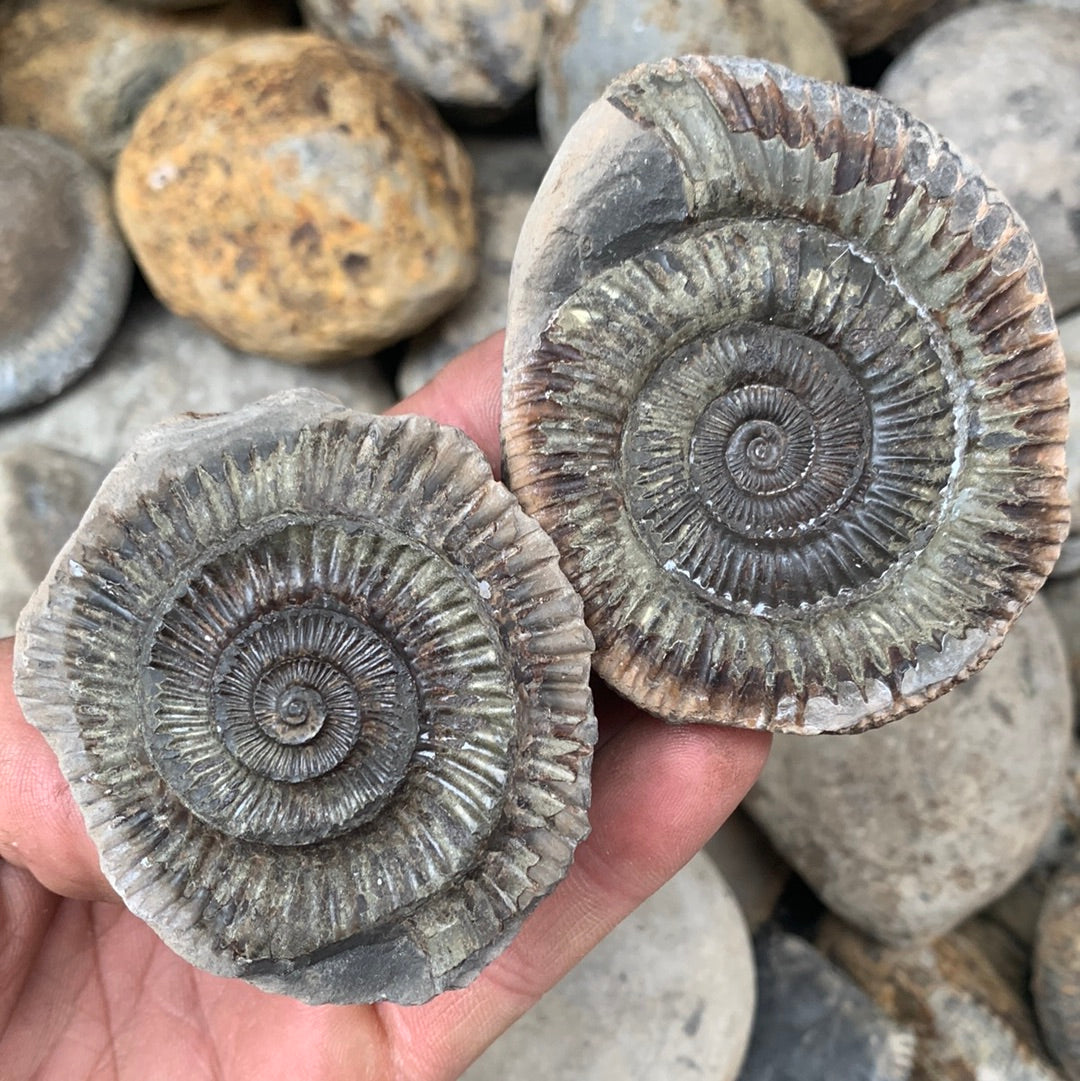 Dactylioceras (split pair) ammonite fossil - Whitby, North Yorkshire Jurassic Coast