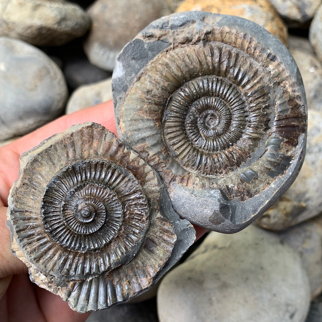 Dactylioceras (split pair) ammonite fossil - Whitby, North Yorkshire Jurassic Coast