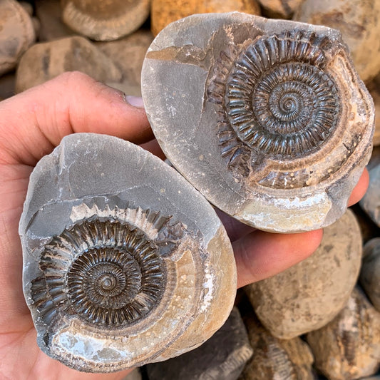 Dactylioceras (split pair) ammonite fossil - Whitby, North Yorkshire Jurassic Coast