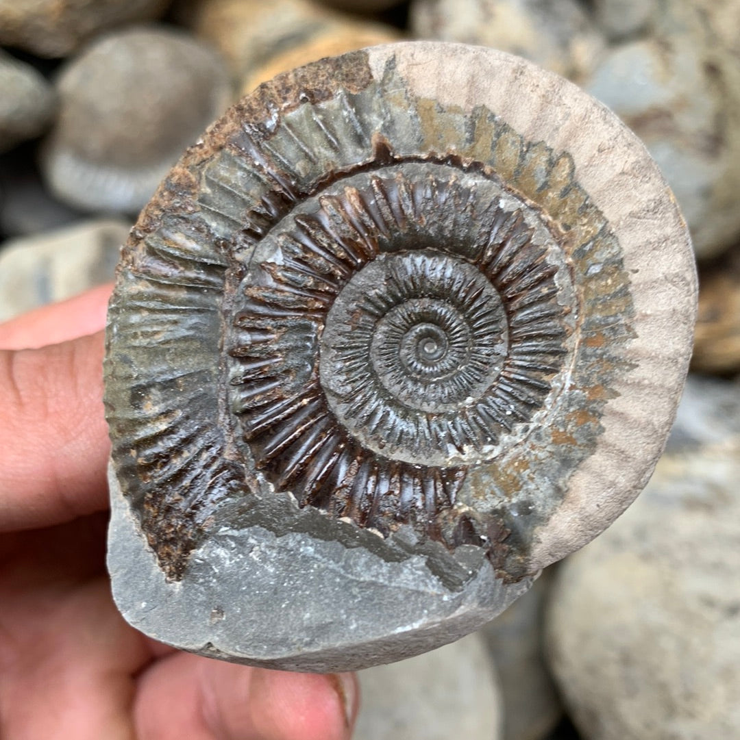 Dactylioceras (split pair) ammonite fossil - Whitby, North Yorkshire Jurassic Coast