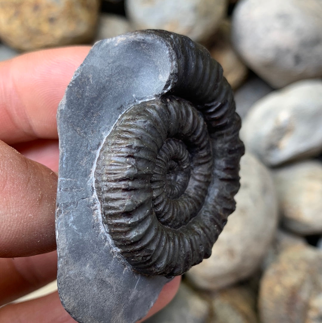 Porpoceras vortex ammonite fossil - Whitby, North Yorkshire Jurassic Coast, Yorkshire fossils