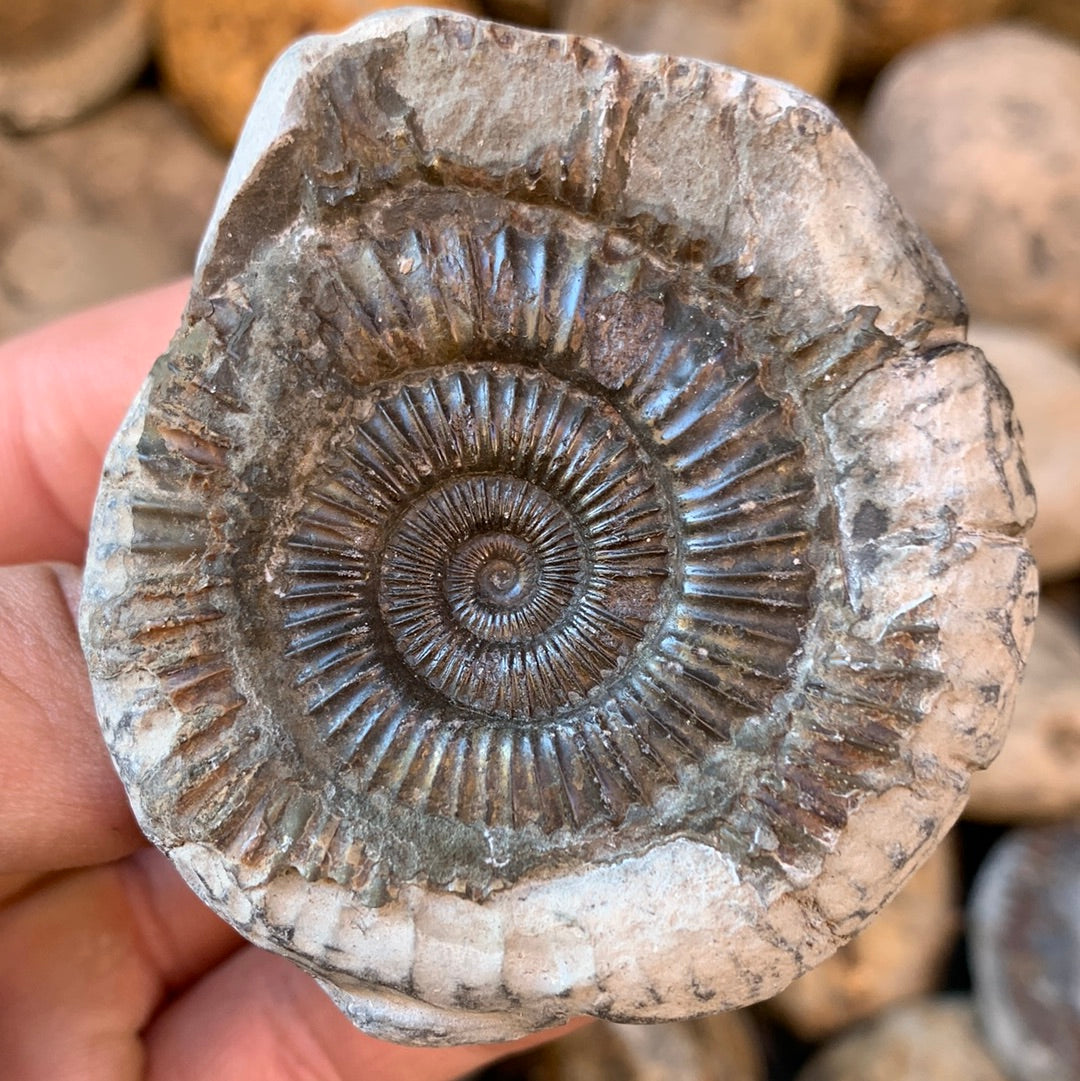 Dactylioceras (split pair) ammonite fossil - Whitby, North Yorkshire Jurassic Coast