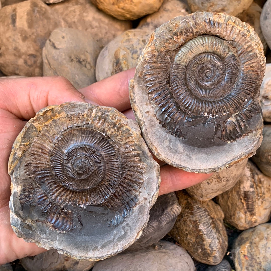 Dactylioceras (split pair) ammonite fossil - Whitby, North Yorkshire Jurassic Coast