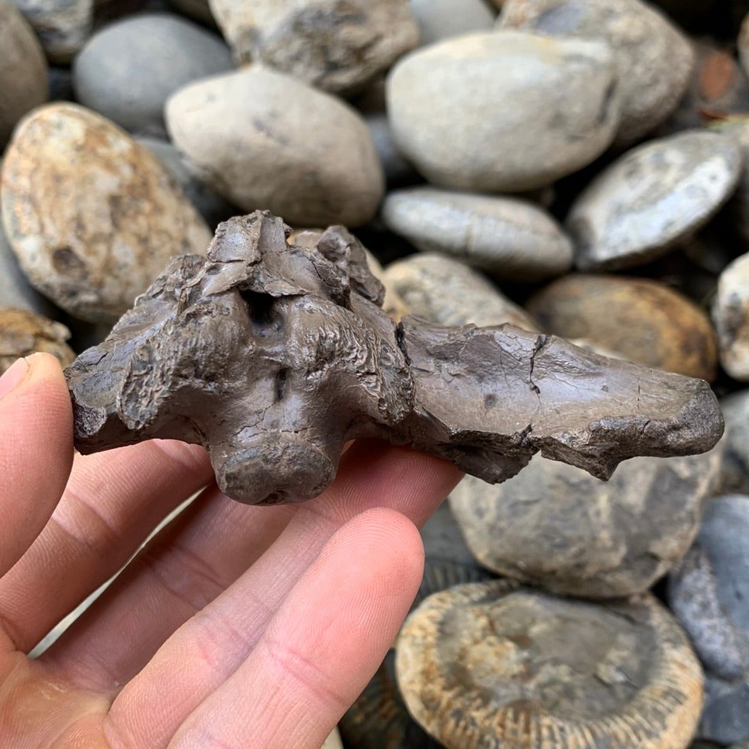 Partial Crocodile Skull - Marine Reptile Whitby, North Yorkshire