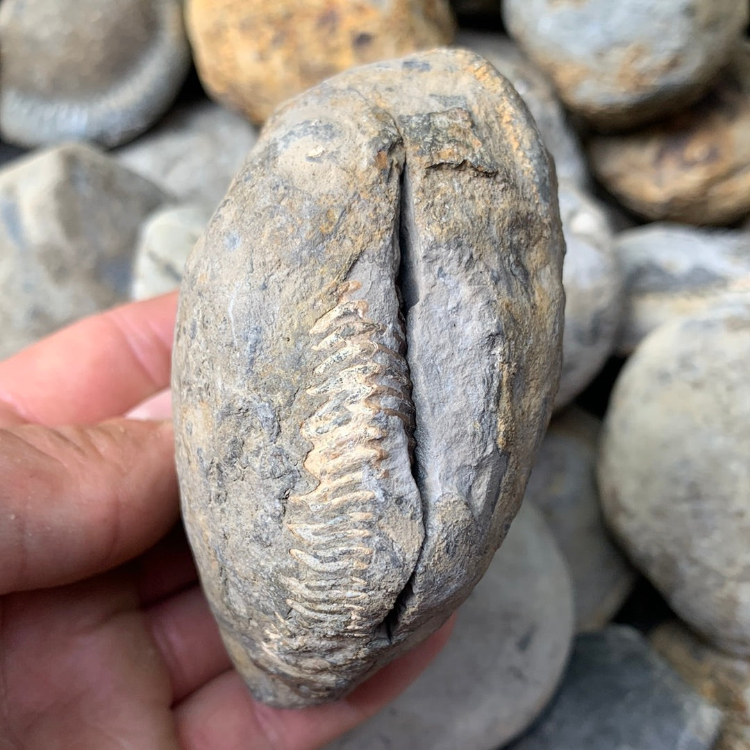 Dactylioceras (split pair) ammonite fossil - Whitby, North Yorkshire Jurassic Coast