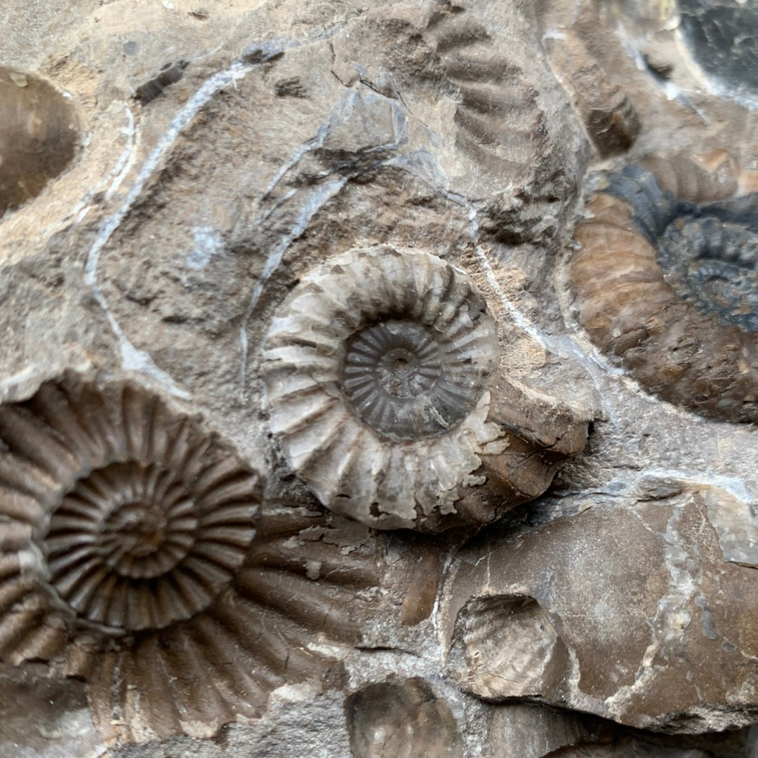 Androgynoceras Capricornus ammonite fossil - Whitby, North Yorkshire