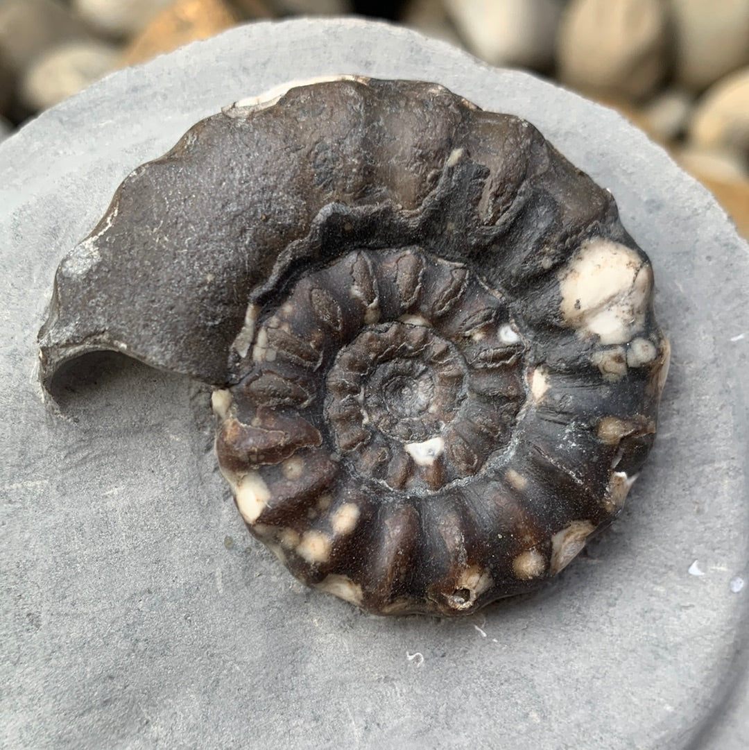 Androgynoceras maculatum ammonite fossil - Whitby, North Yorkshire