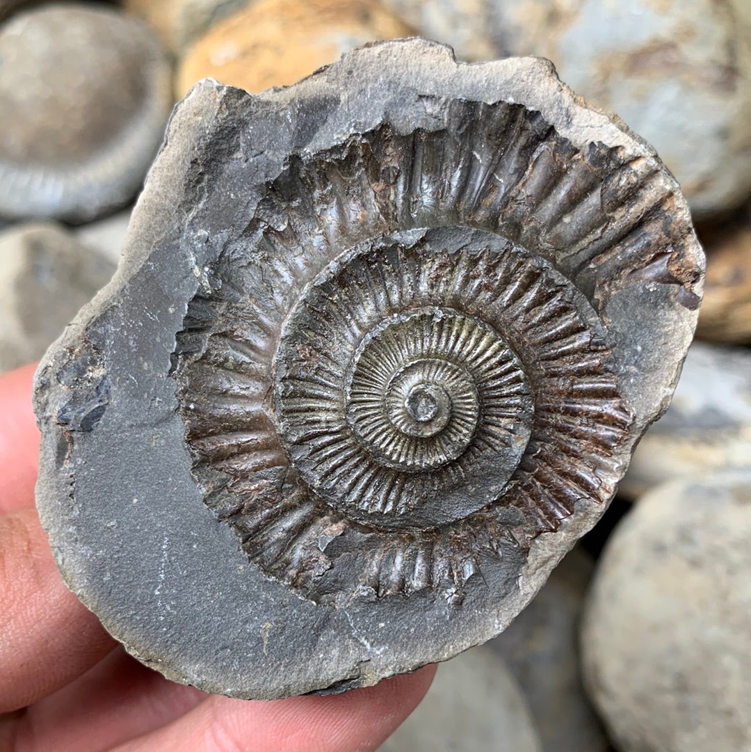 Dactylioceras (split pair) ammonite fossil - Whitby, North Yorkshire Jurassic Coast